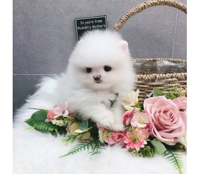 포메라니안(분양완료)