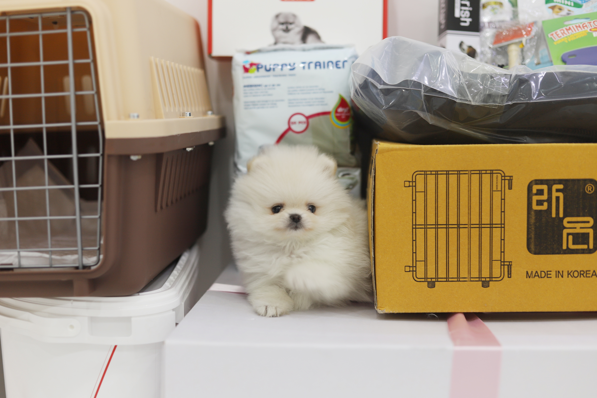 포메라니안(분양완료)