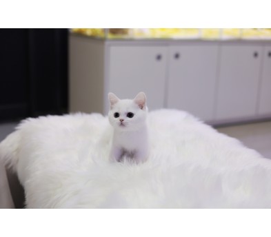 브리티쉬숏헤어(분양완료)