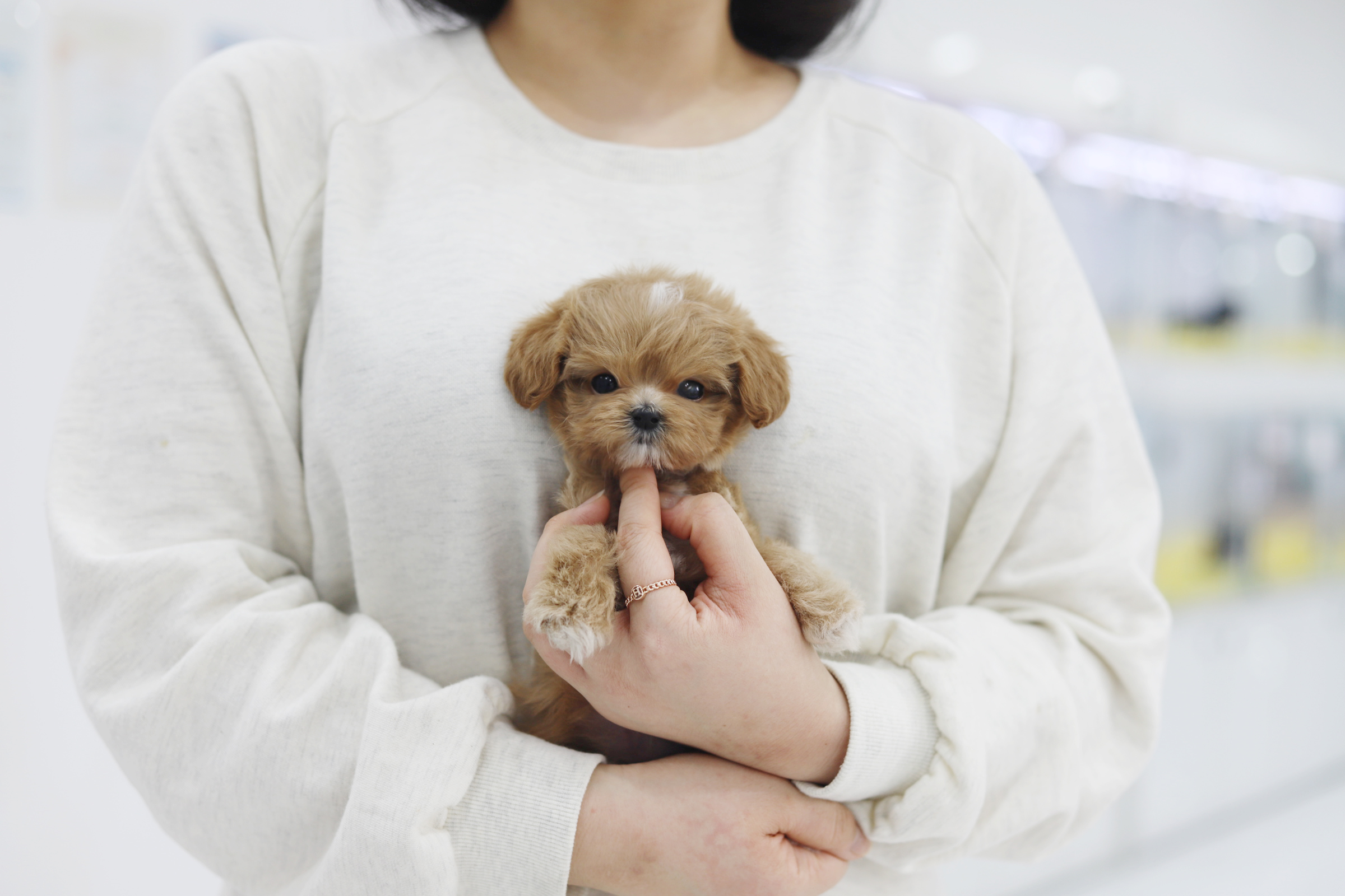 말티푸(분양완료)