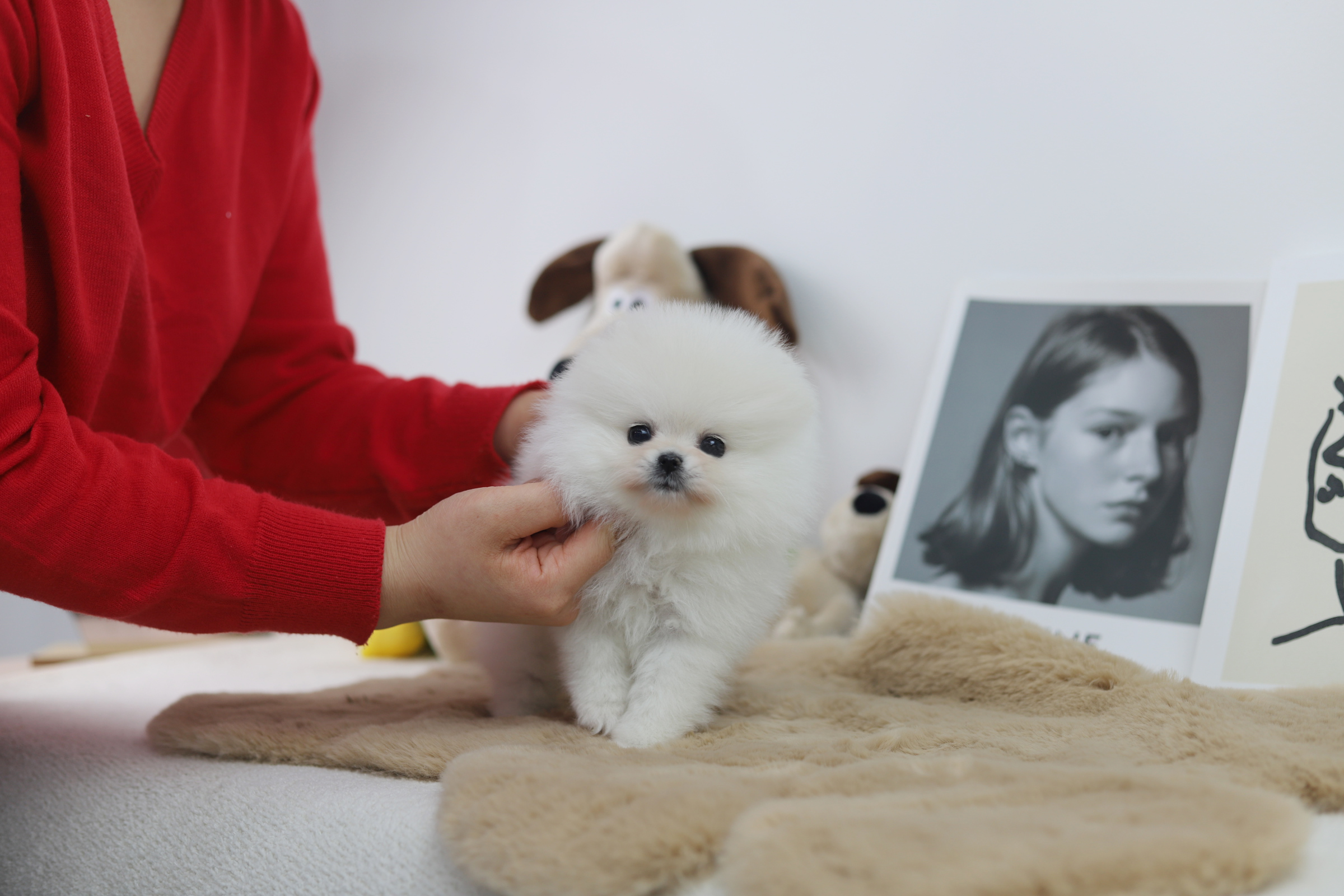 포메라니안(분양완료)