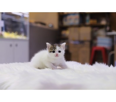 브리티쉬숏헤어(분양완료)