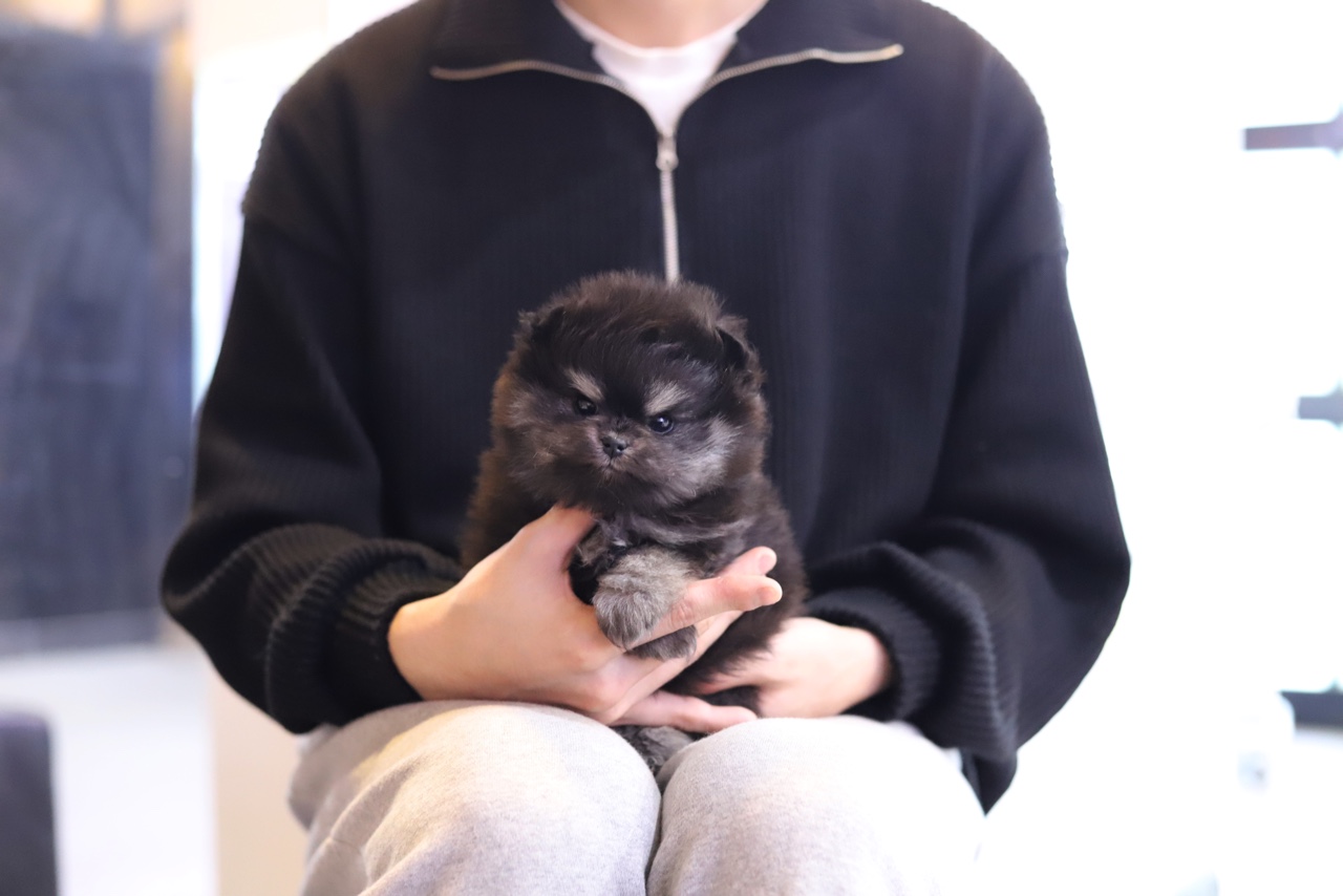 포메라니안(분양완료)