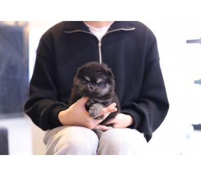 포메라니안(분양완료)