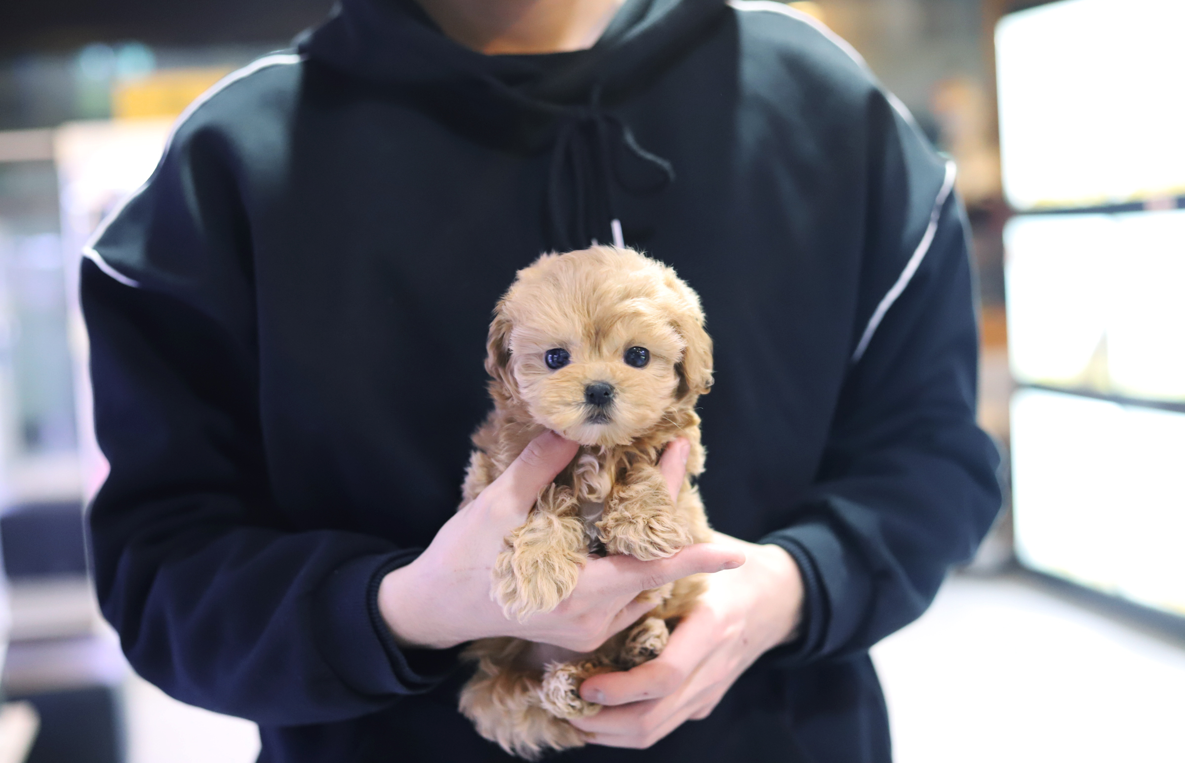 말티푸(분양완료)