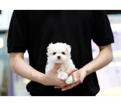 말티즈(분양완료)