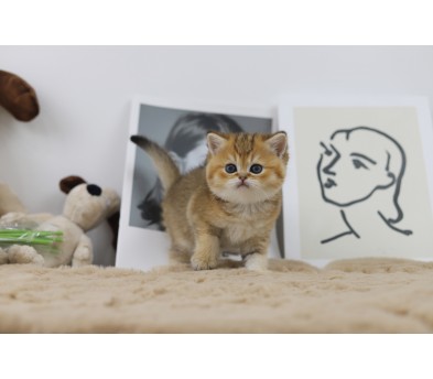 브리티쉬숏헤어(분양완료)