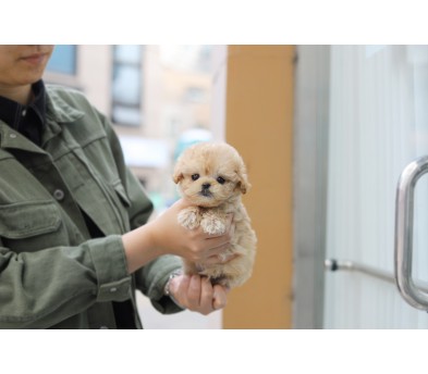 토이푸들(분양완료)