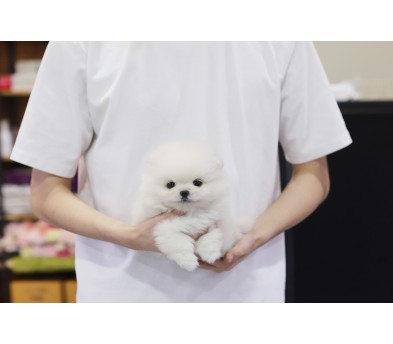 포메라니안(분양완료)