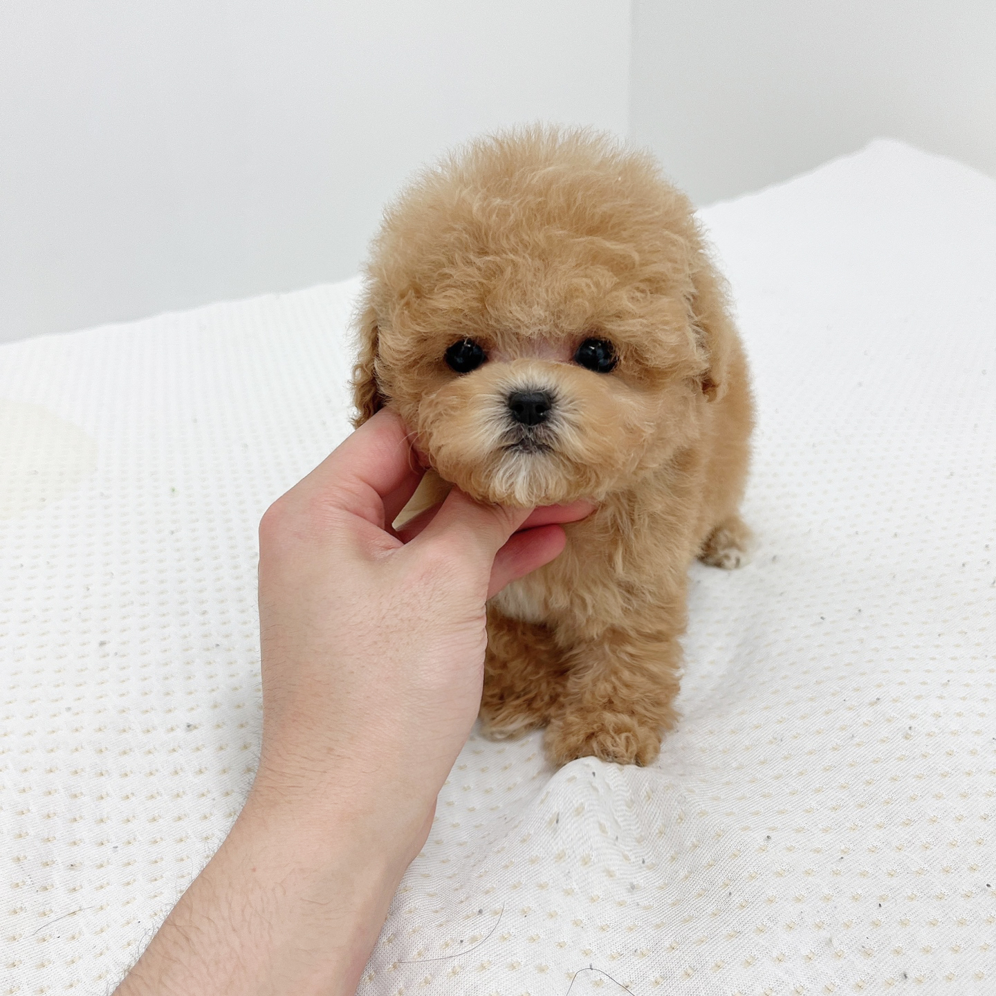 토이푸들(분양완료)