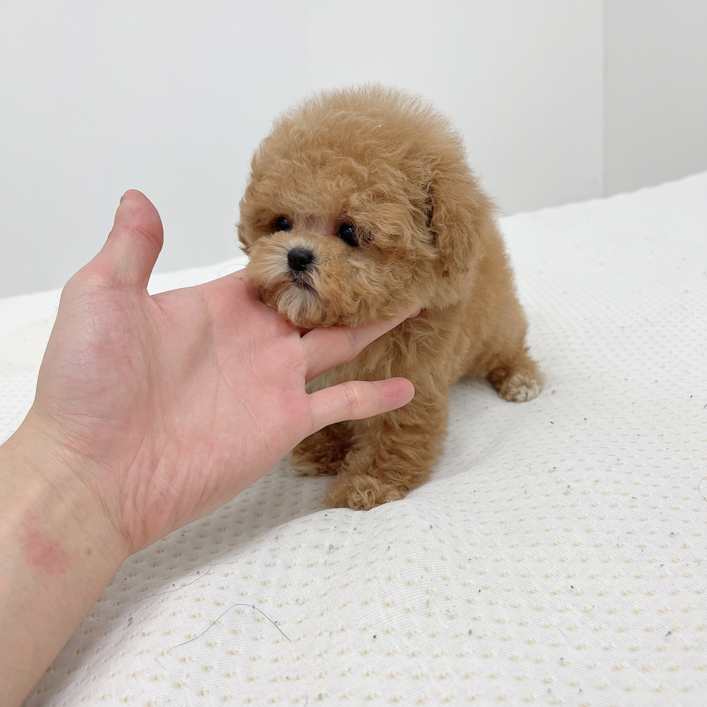토이푸들(분양완료)