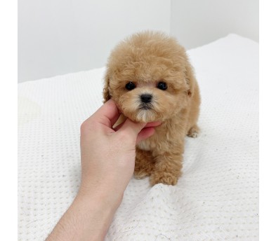 토이푸들(분양완료)