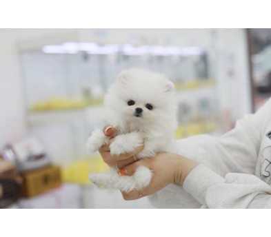 포메라니안(분양완료)