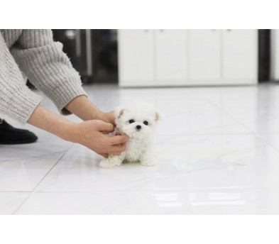 미니비숑(분양완료)