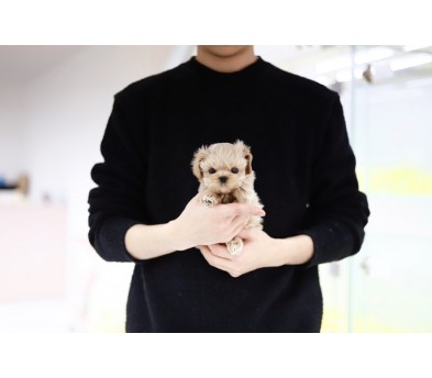 말티푸(분양완료)