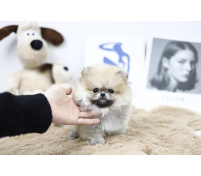 포메라니안(분양완료)