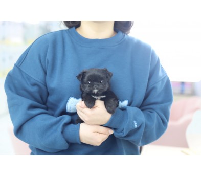 말티푸(분양완료)