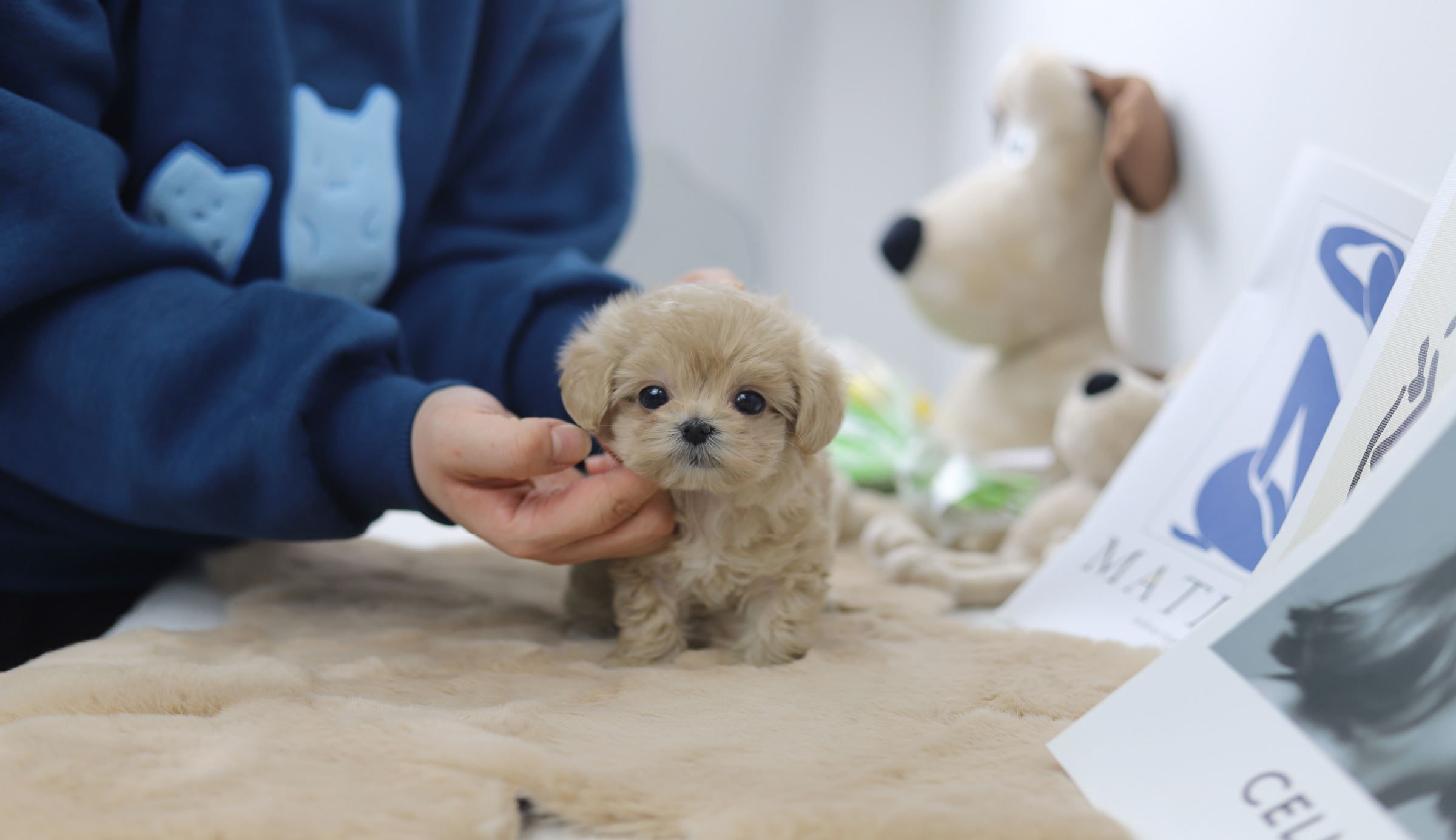 말티푸(분양완료)
