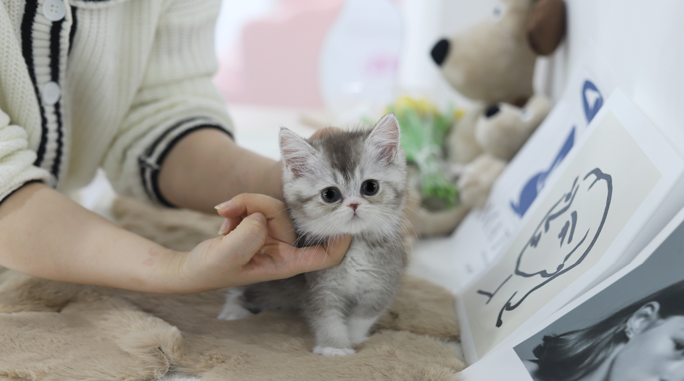 브리티쉬숏헤어(분양완료)