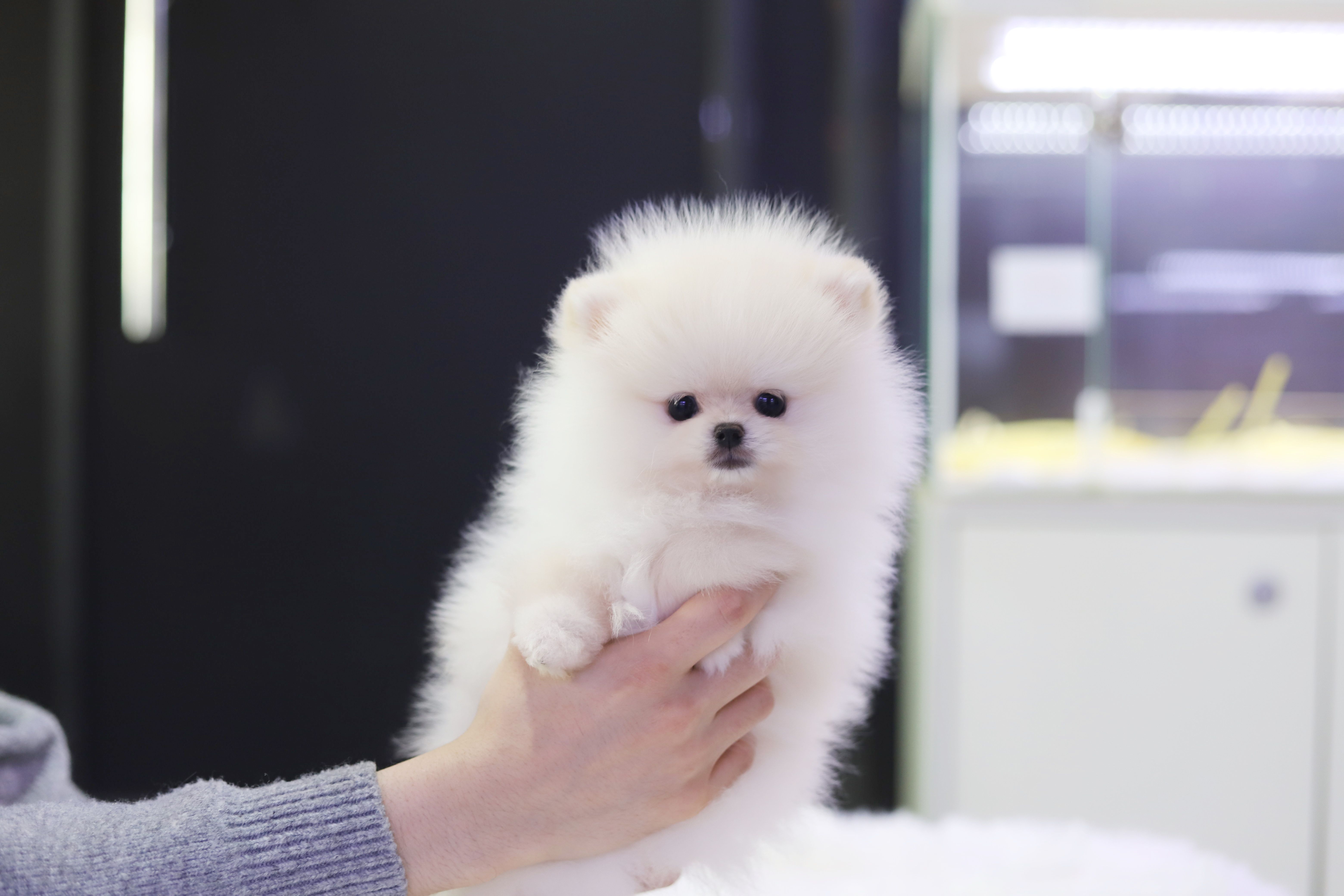 포메라니안(분양완료)