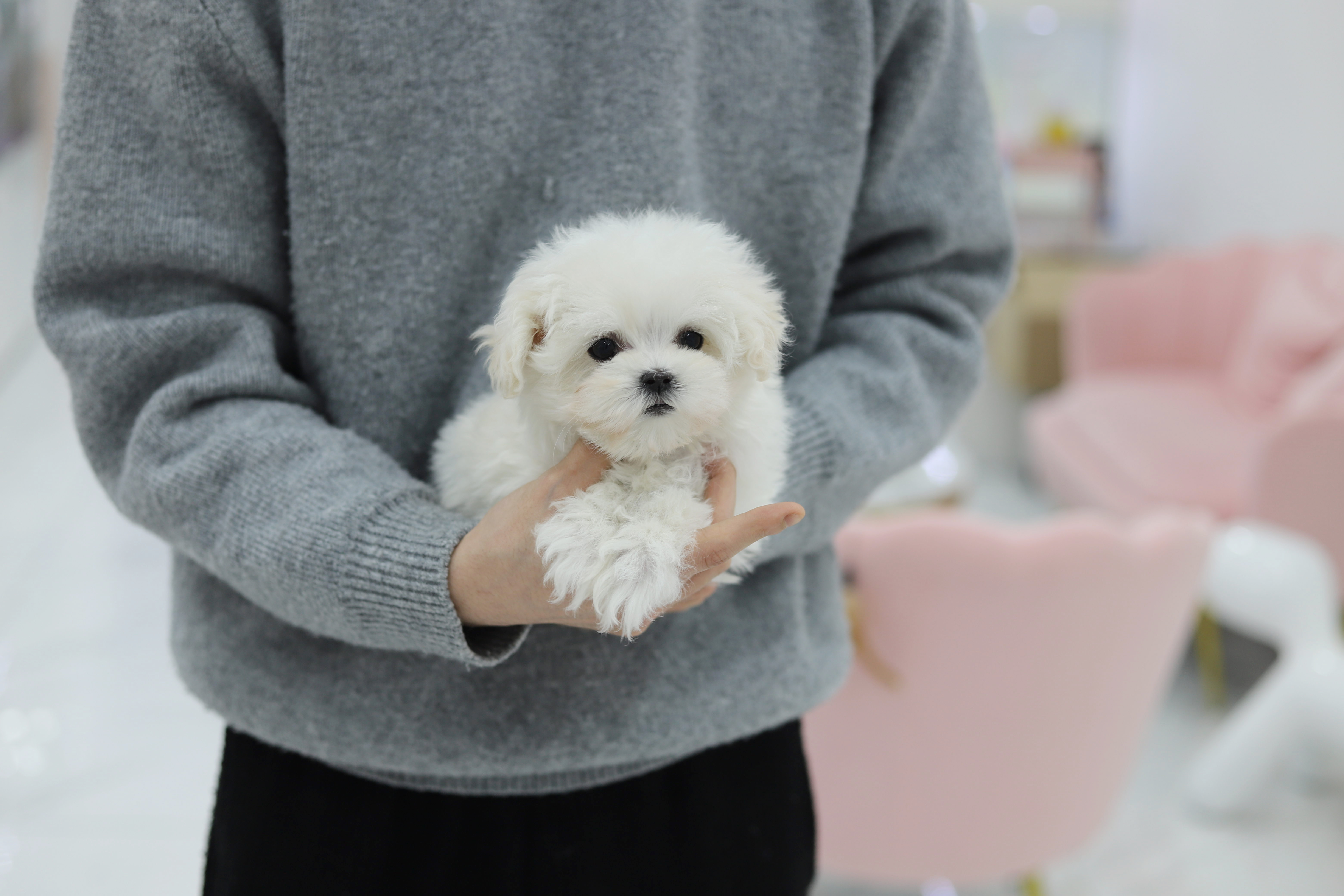 말티즈(분양완료)