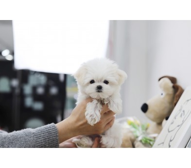 말티즈(분양완료)