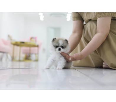 포메라니안(분양완료)