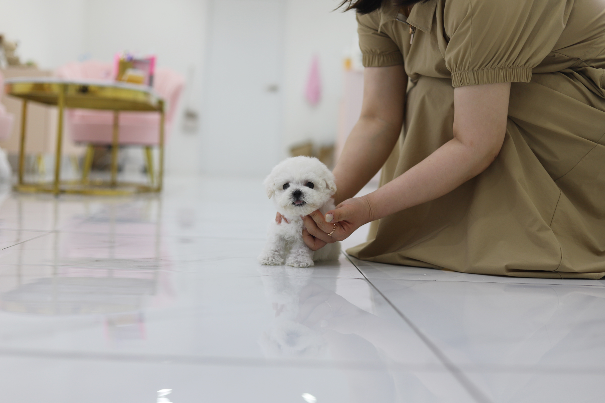 미니비숑(분양완료)