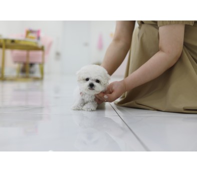 미니비숑(분양완료)