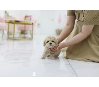 토이푸들(분양완료)