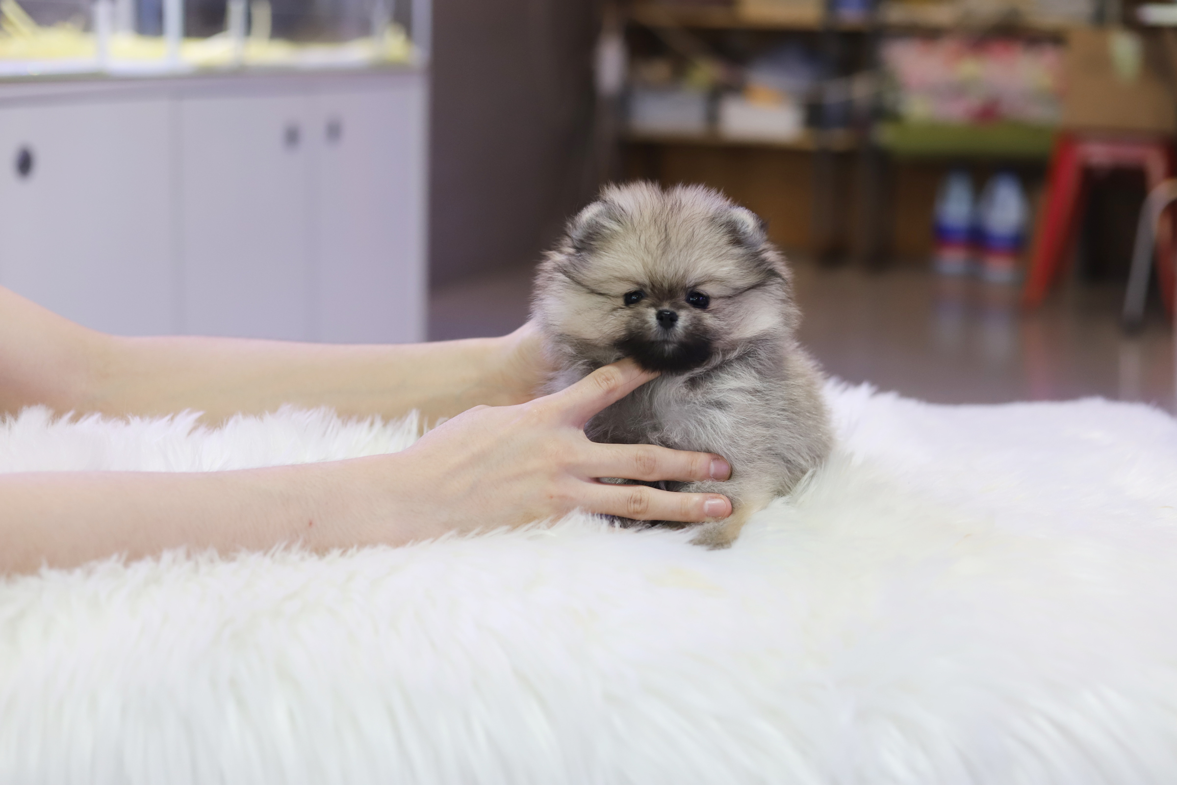 포메라니안(분양완료)