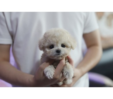 토이푸들(분양완료)