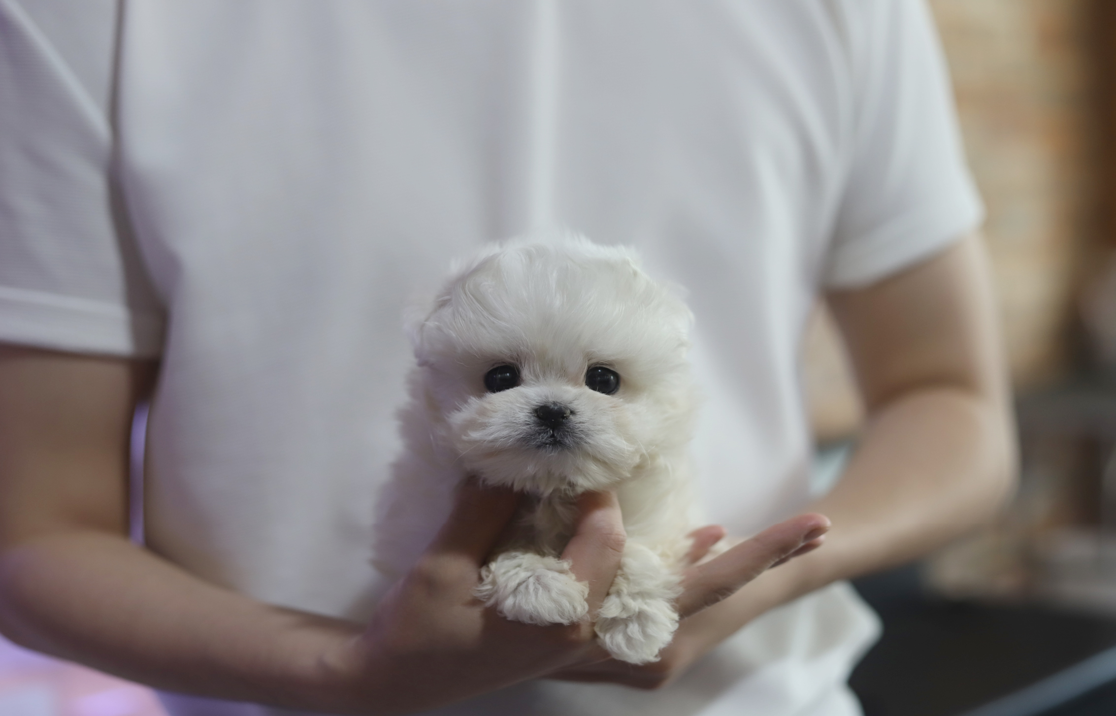 말티푸(분양완료)