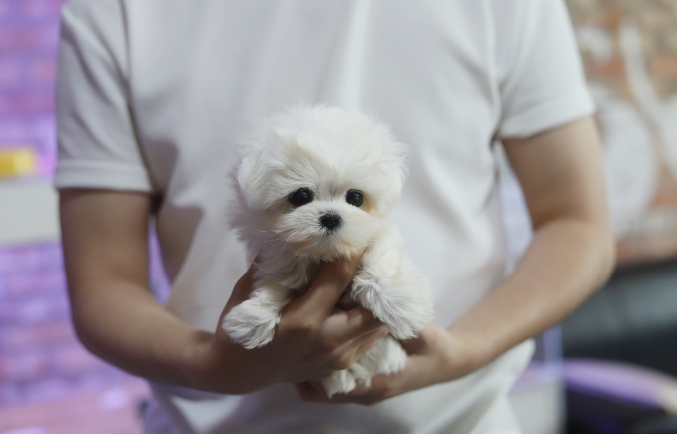 말티즈(분양완료)