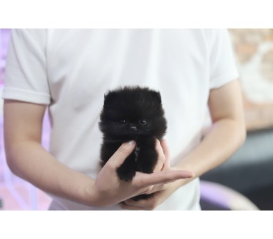 포메라니안(분양완료)