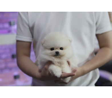 포메라니안(분양완료)