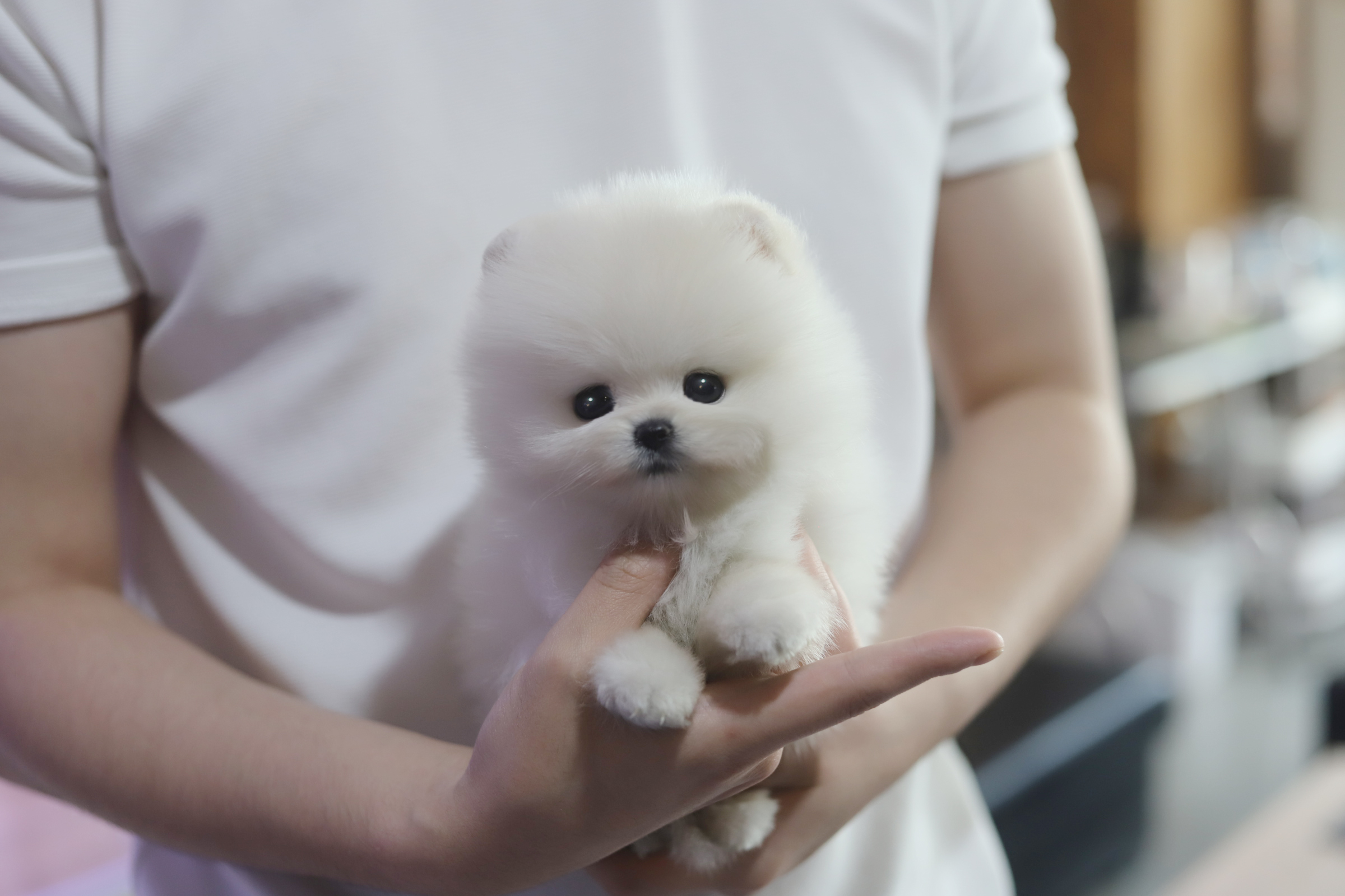 포메라니안(분양완료)