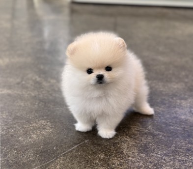 포메라니안(분양완료)