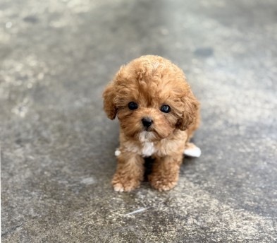 토이푸들(분양완료)