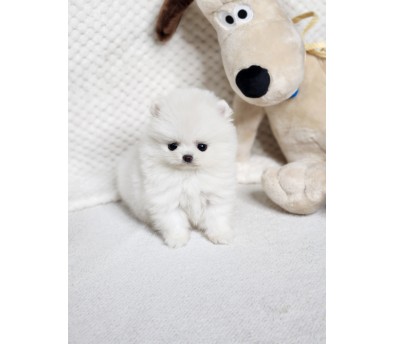 포메라니안(분양완료)