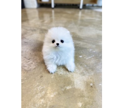 포메라니안(분양완료)