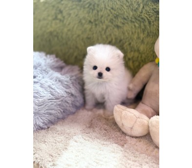포메라니안 분양합니다